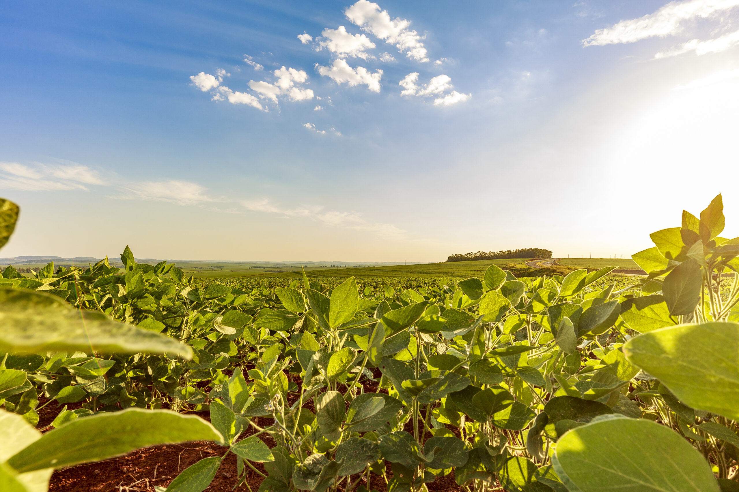 Clube da Horta - Campo de soja em um dia ensolarado. Agricultura orgânica.