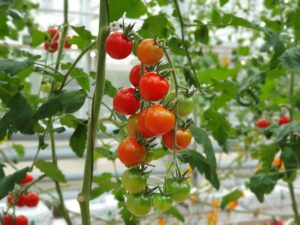 Clube da Horta - tomates cultivados em fazenda hidropônica