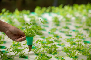 Clube da Horta - Sistema de hidroponia, plantio de vegetais e ervas sem usar solo para saúde, alimentos modernos e conceitos de design agrícola.