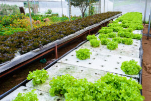 Clube da Horta - produção de alimentos em um sistema aquapônico