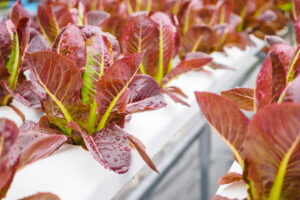 Clube da Horta - Planta de salada de alface de folhas vermelhas orgânicas frescas em vegetais hidropônicos