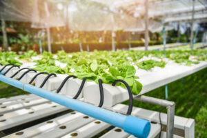 Clube da Horta - Sistema hidropônico vegetal jovem e salada de alface com manteiga verde fresca cultivo de plantas de fazenda hidropônica em água