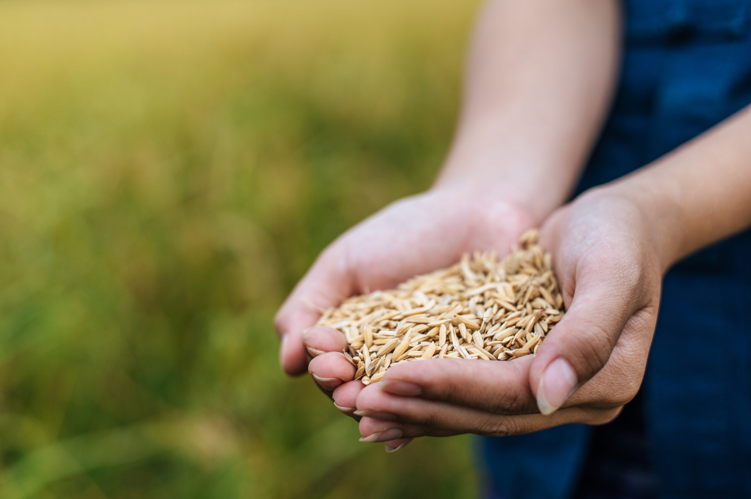 Clube da Horta - agricultora segurando grãos de arroz orgânico no campo de arroz