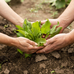 Clube da Horta - vegetal orgânico sendo plantando na terra