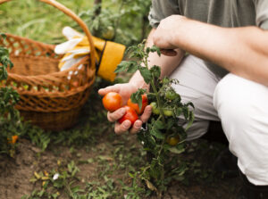 Clube da Horta - pessoa segurando tomates orgânicos.