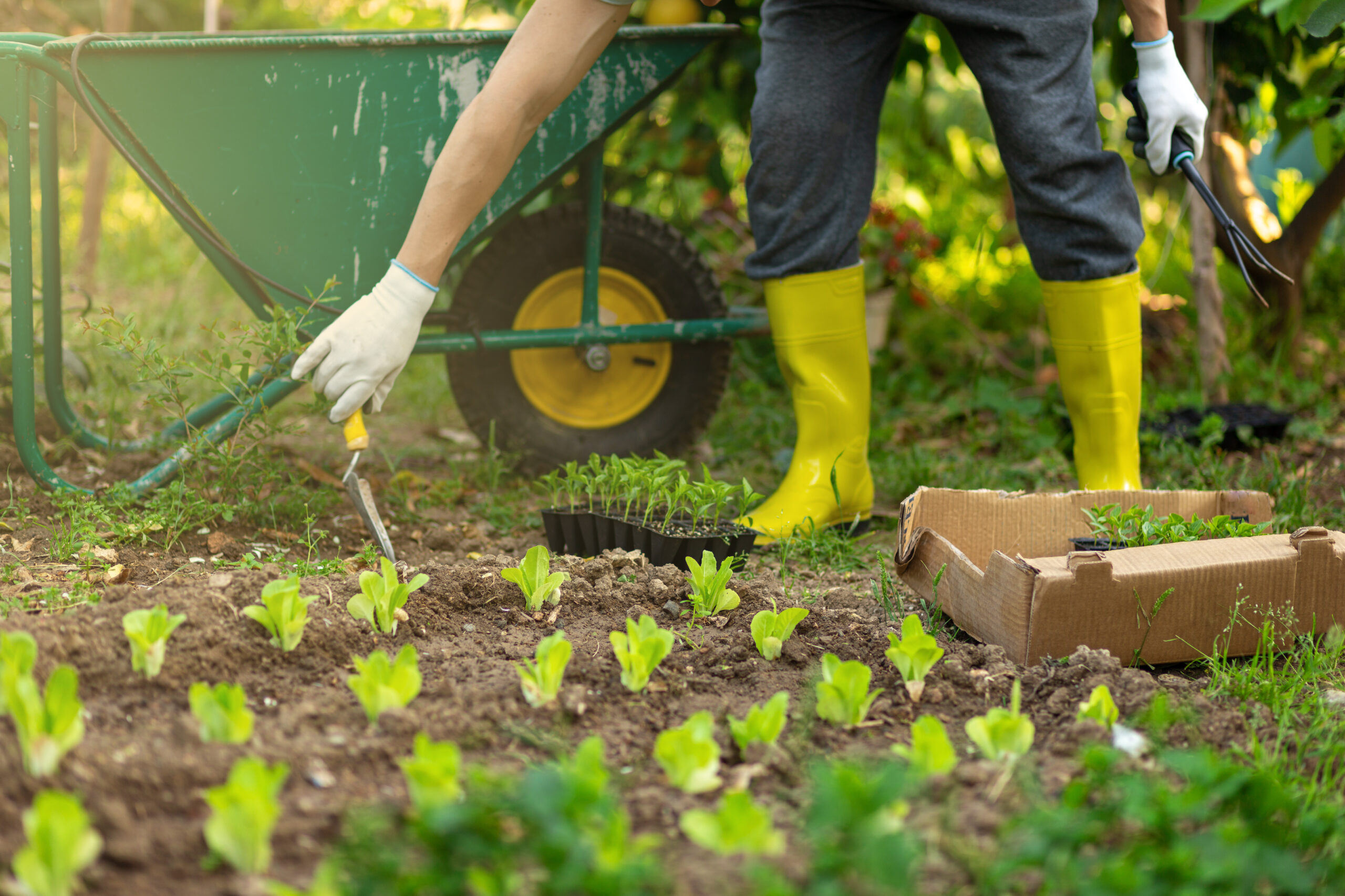 Clube da Horta - Agricultor plantando mudas jovens de salada de alface na horta orgânica