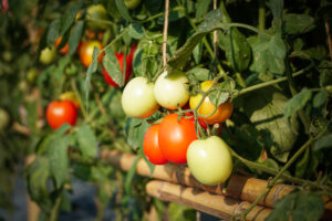 Clube da Horta - tomates orgânicos cultivados na Austrália, produção orgânica.