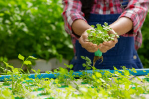 Clube da Horta - Sistema de hidroponia, plantio de vegetais e ervas sem usar solo para saúde, alimentos modernos e conceitos de design agrícola.
