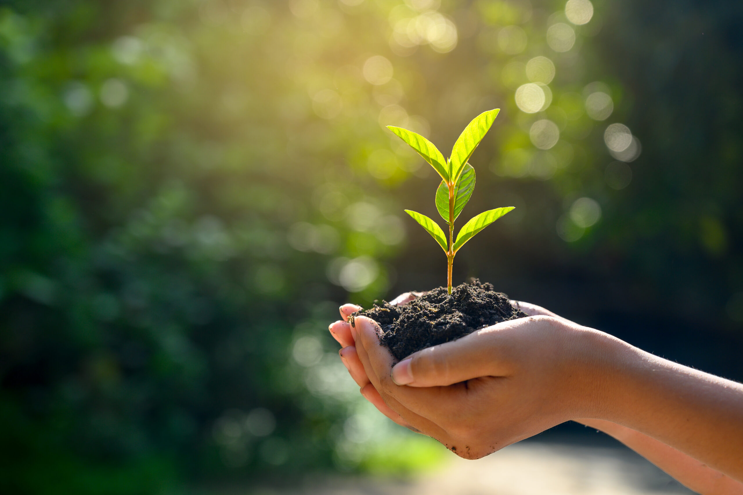 Como a sustentabilidade se beneficia das hortas orgânicas