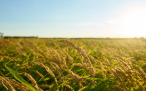 Clube da Horta - Grande campo de arroz verde com plantas de arroz verde em fileiras em Valência ao pôr do sol