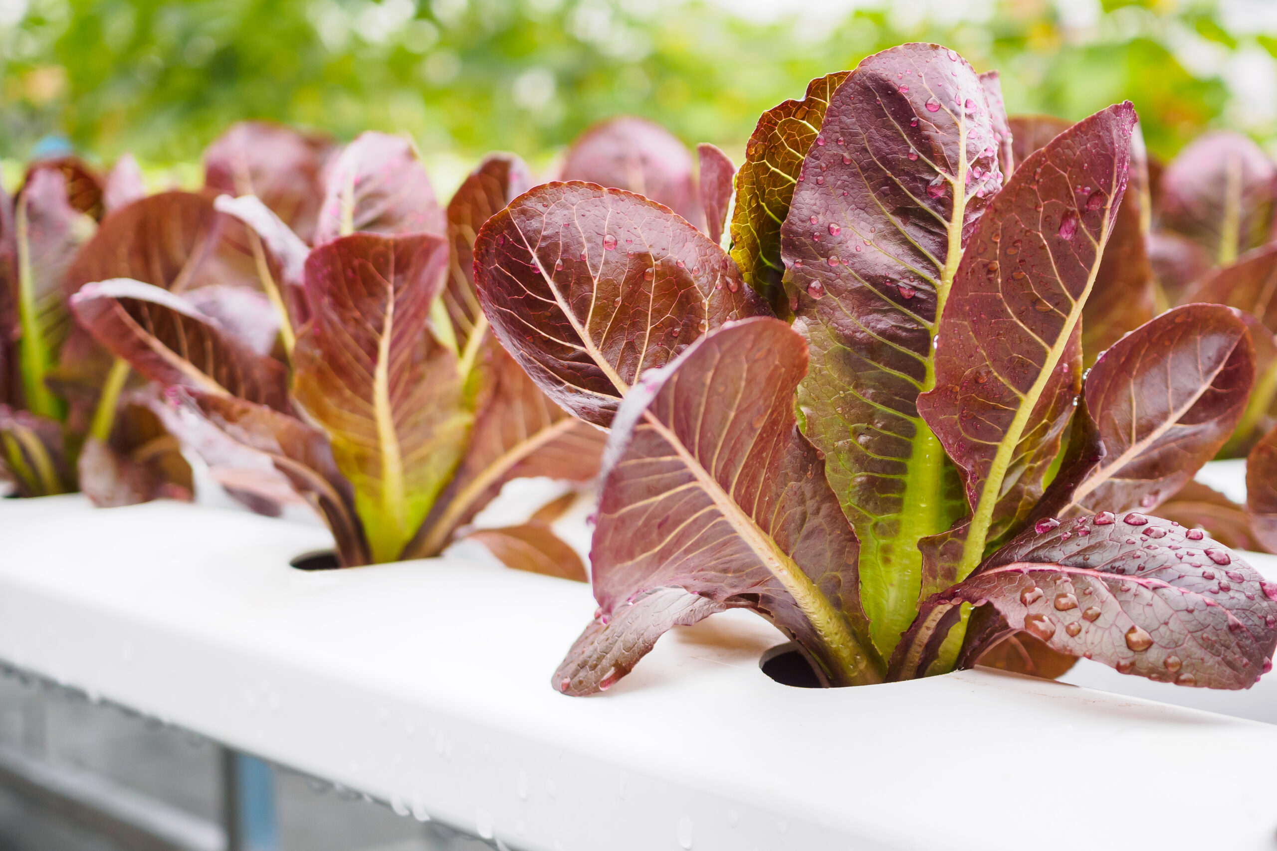 Clube da Horta -Planta de salada de alface de folhas vermelhas orgânicas frescas em sistema de fazenda de vegetais hidropônicos