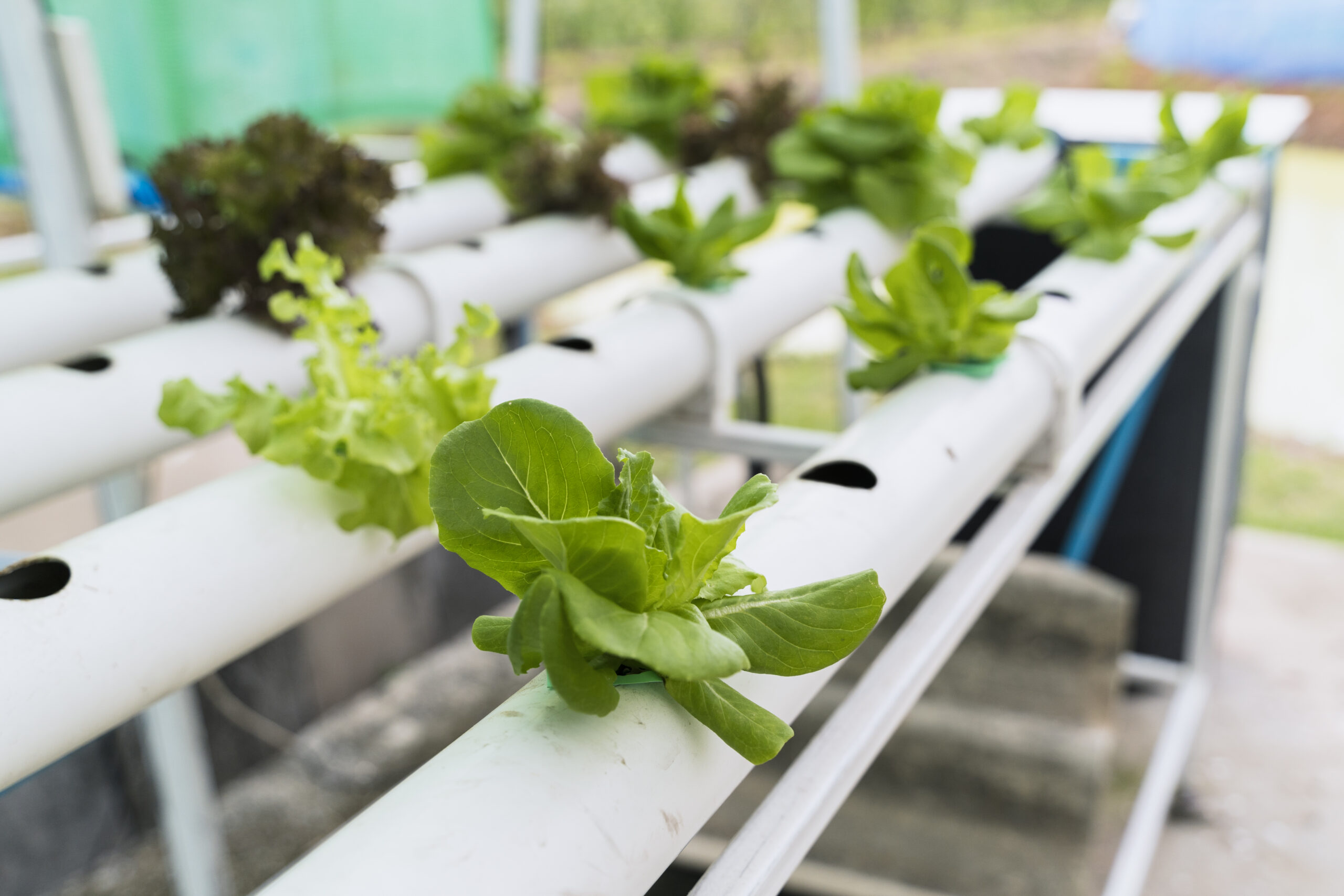 Como a hidroponia pode ajudar a cultivar plantas mais rápido?