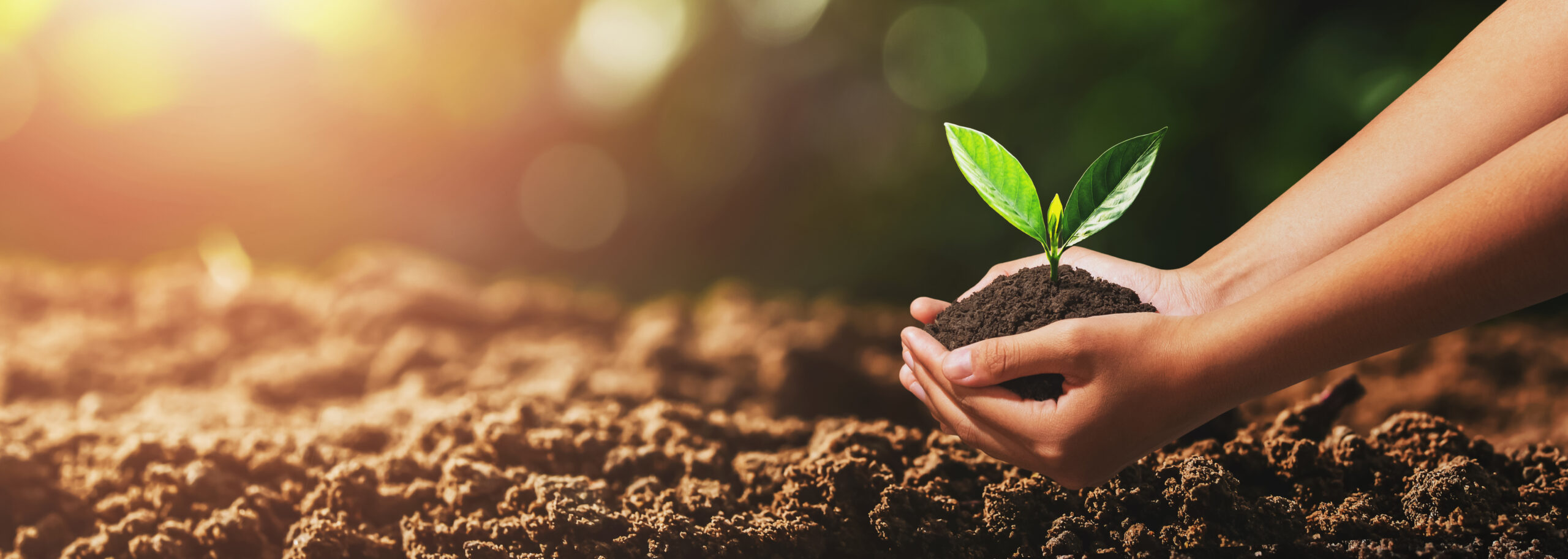 Clube da Horta - mão segurando uma muda de planta para plantar