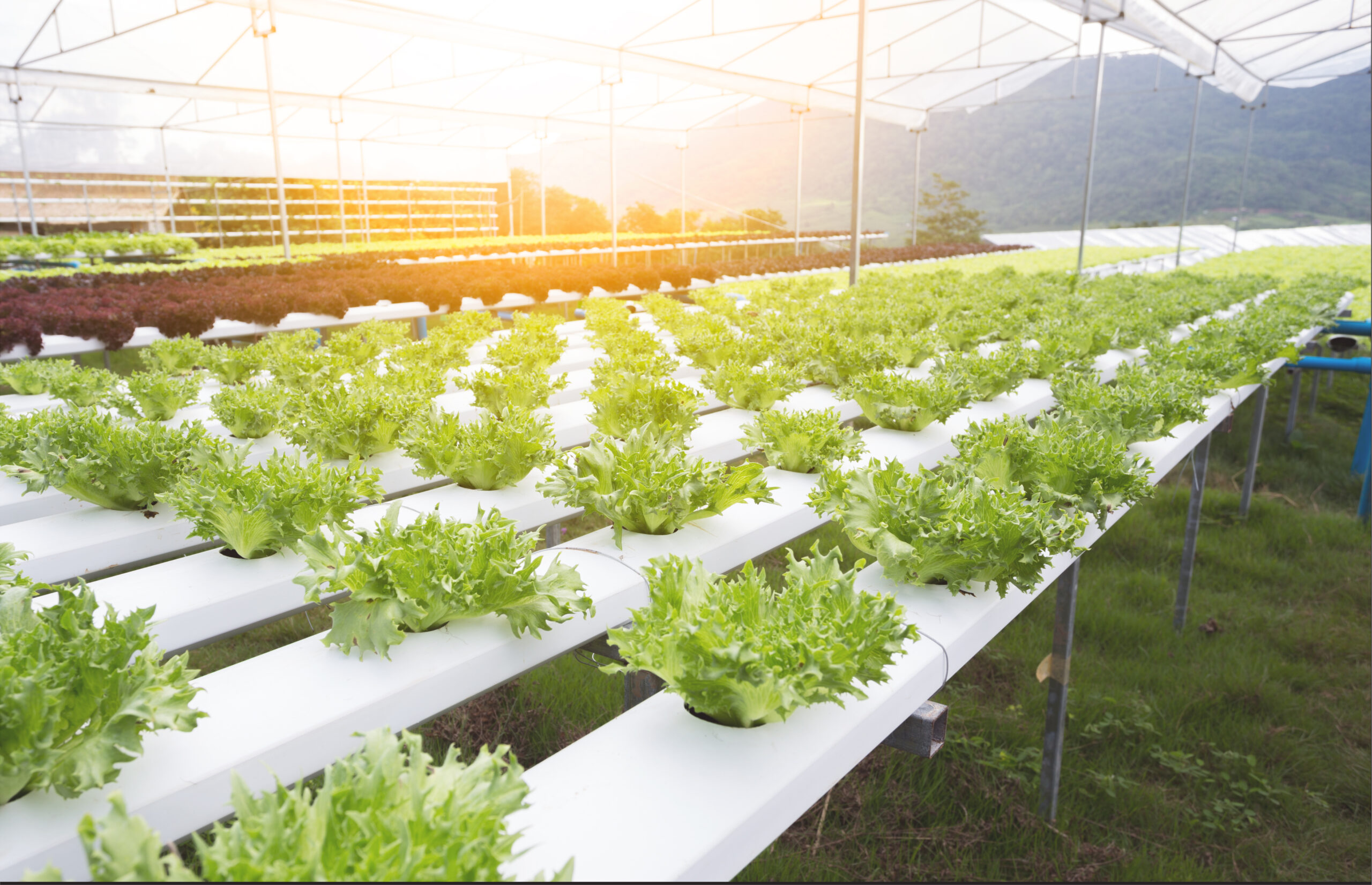 Por que a hidroponia é o futuro do cultivo de plantas?