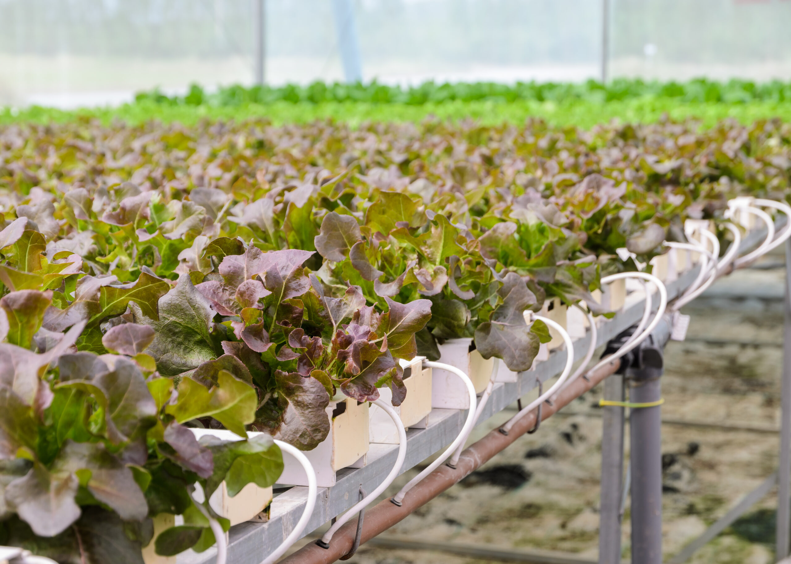 Clube da Horta - Plantação de vegetais de alface de folha de carvalho vermelho hidropônico orgânico em sistema de aquaponia, garantindo todos os nutrientes necessários