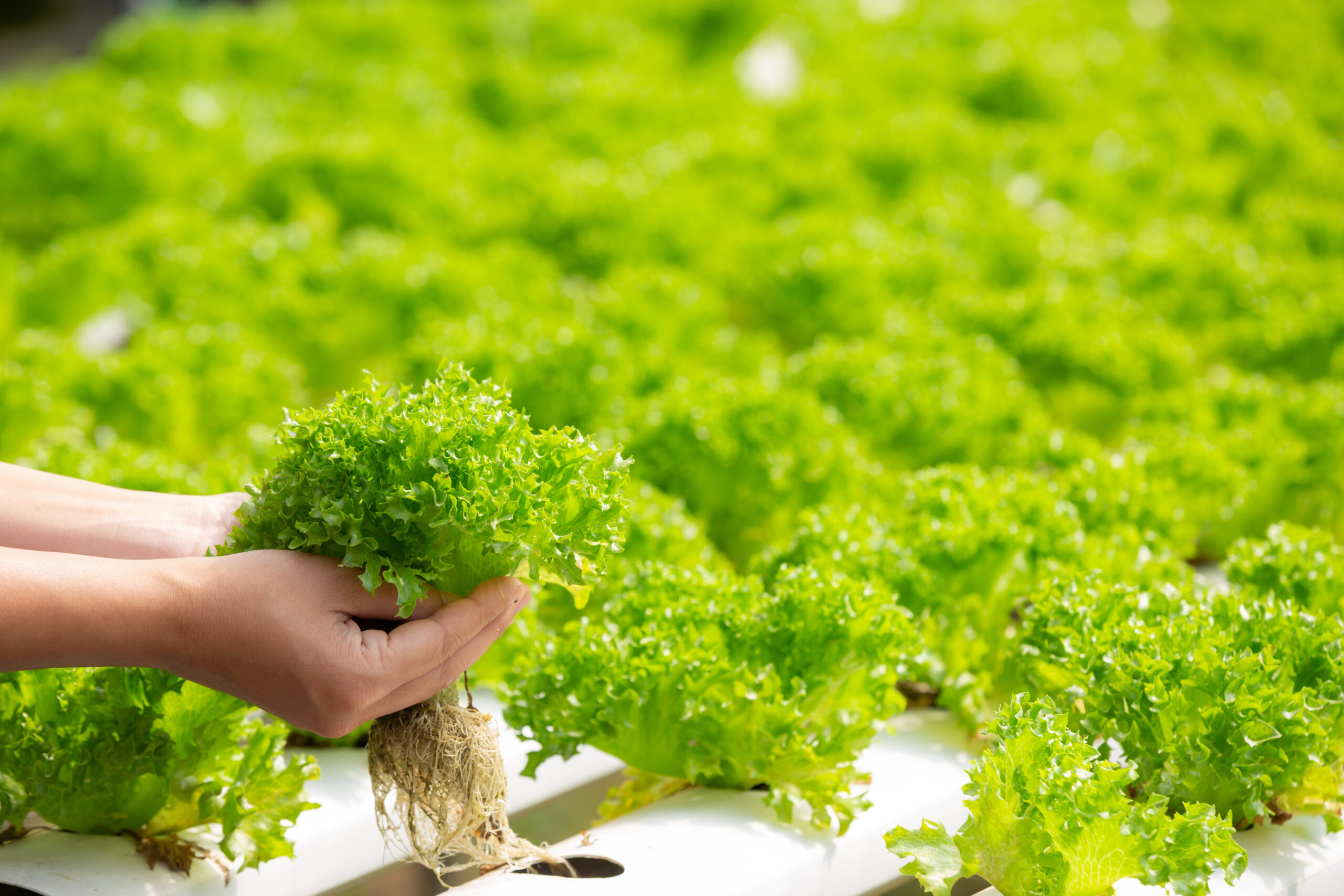 Quais os cuidados que as plantas hidropônicas precisam?