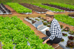 Clube da Horta - Inspeção da qualidade da hortas orgânicas por agricultores usando conceitos modernos de tecnologia agrícola.