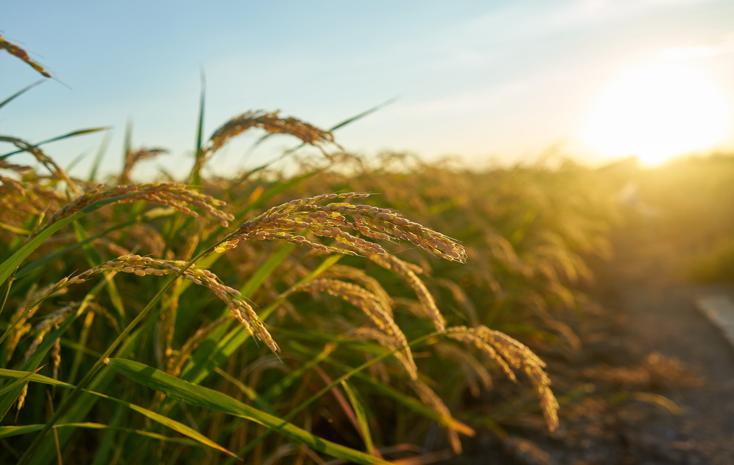 Clube da Horta - Um grande campo de arroz verde com plantas de arroz verde em fileiras no pôr do sol de Valência