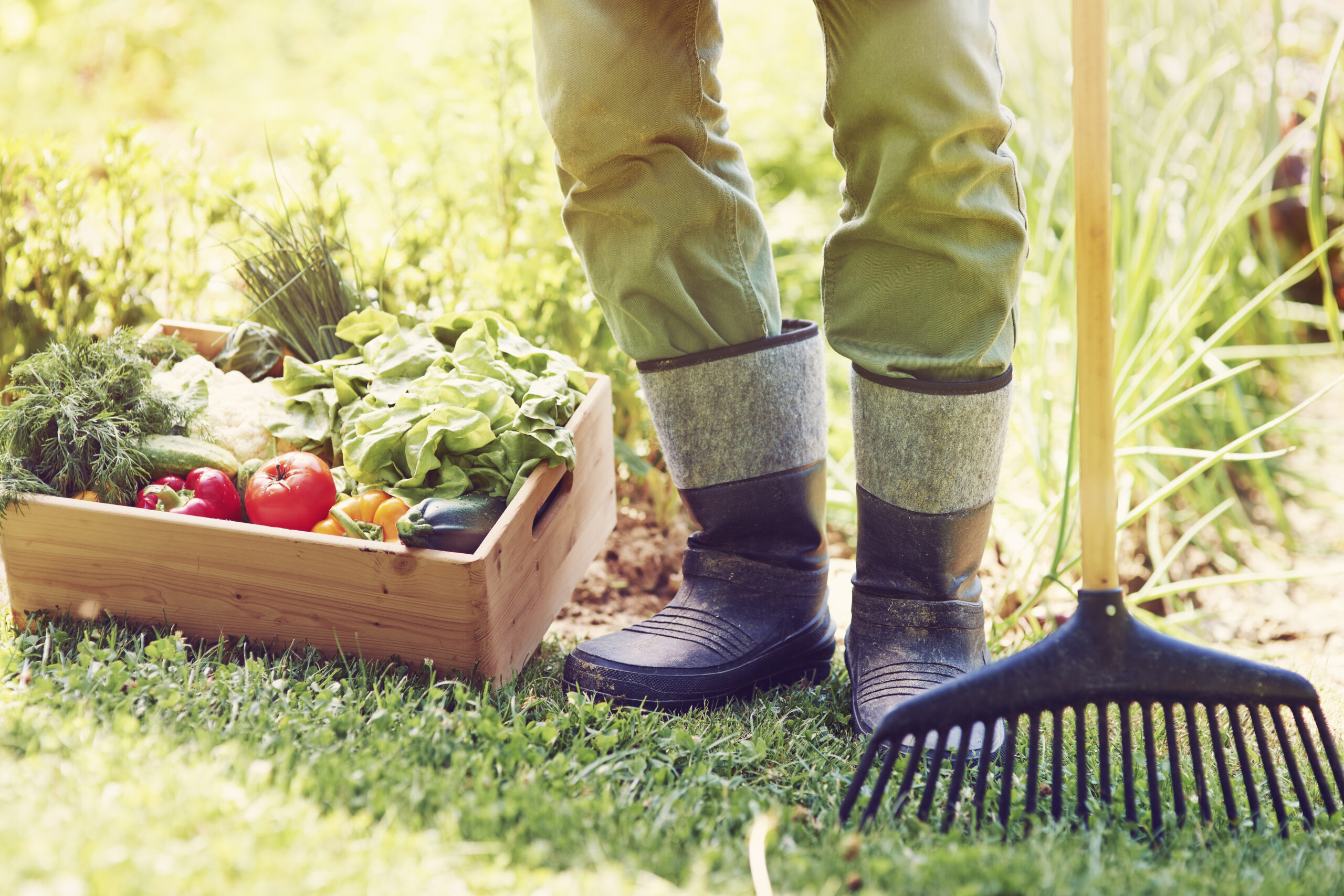 Clube da Horta - agricultor masculino com caixa de vegetais orgânicos, contribuindo para a biodiversidade