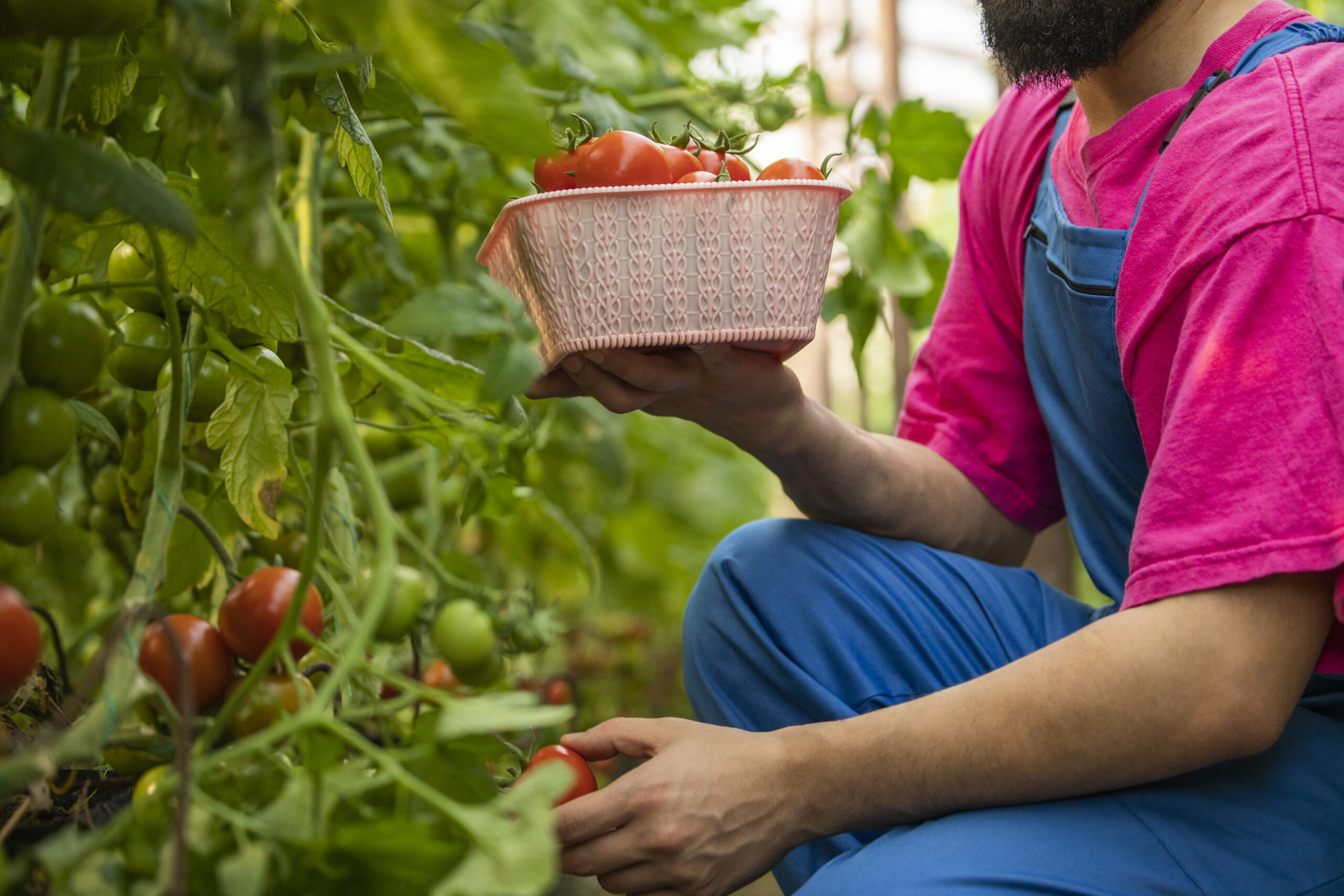 Clube da Horta - Homem segurando cesta e colhendo tomates na estufa.