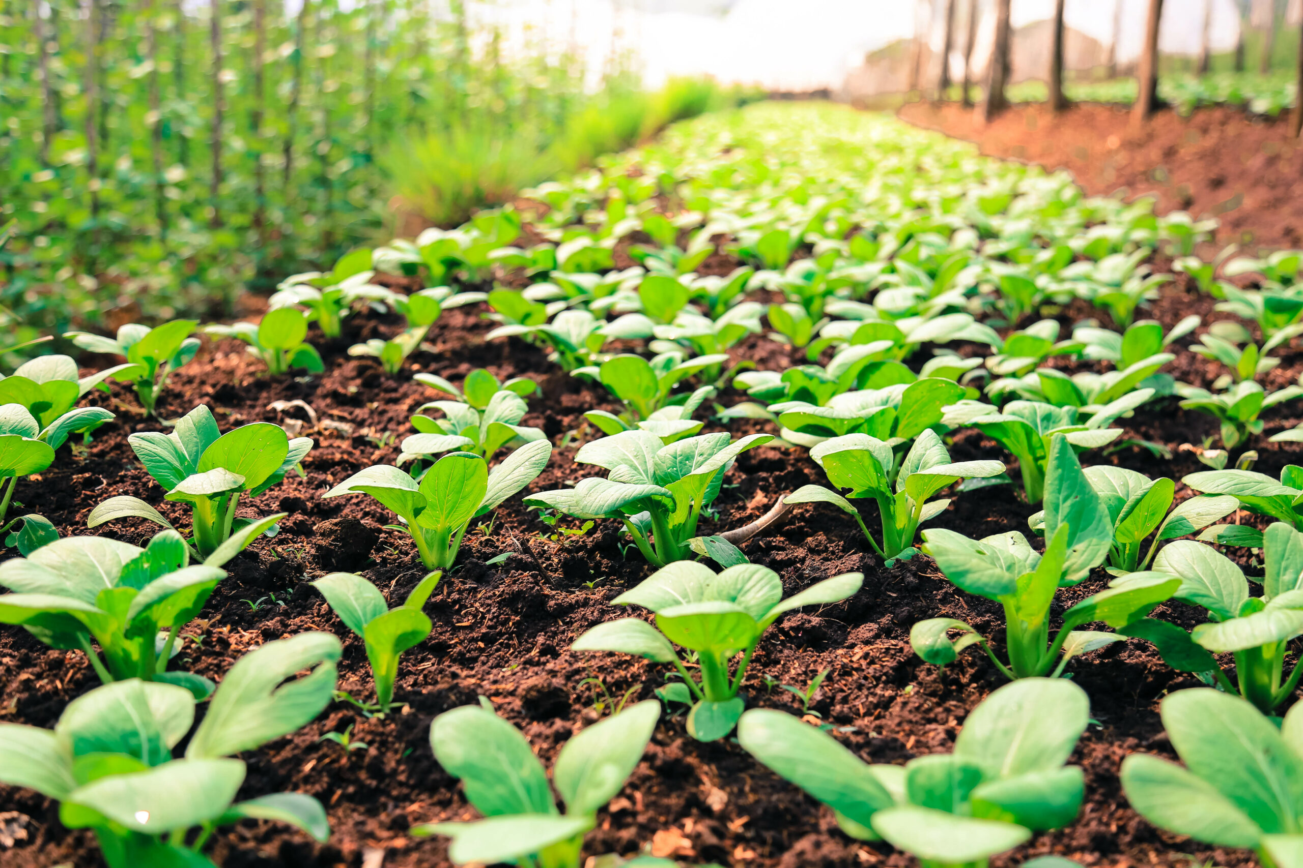 Clube da Horta - vegetais de hortas orgânicas