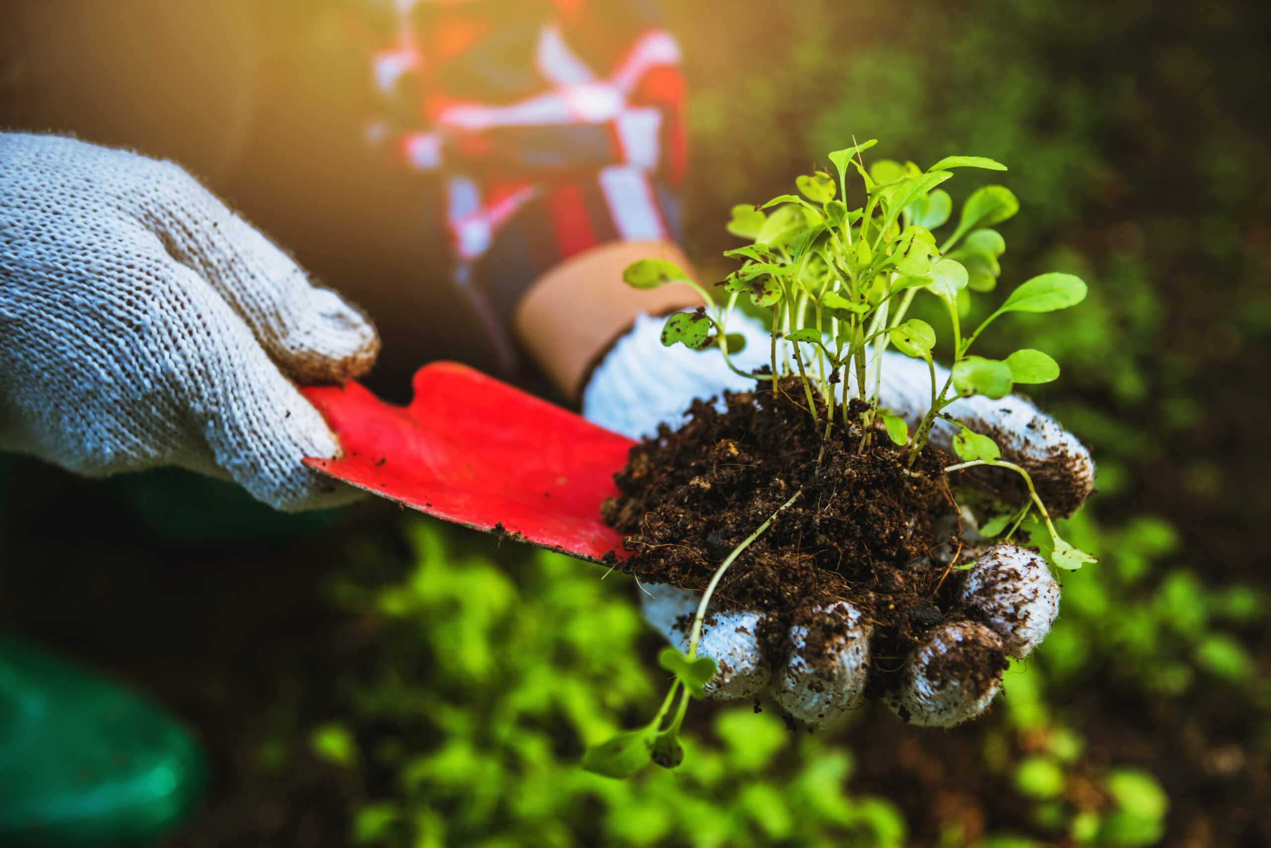 Clube da Horta - pessoa plantando ervas orgânicas em hortas orgânicas