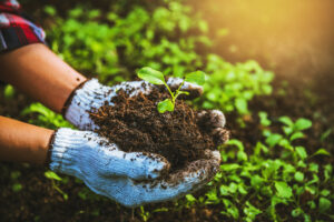 Clube da Horta - pessoa colhendo plantas de hortas orgânicas