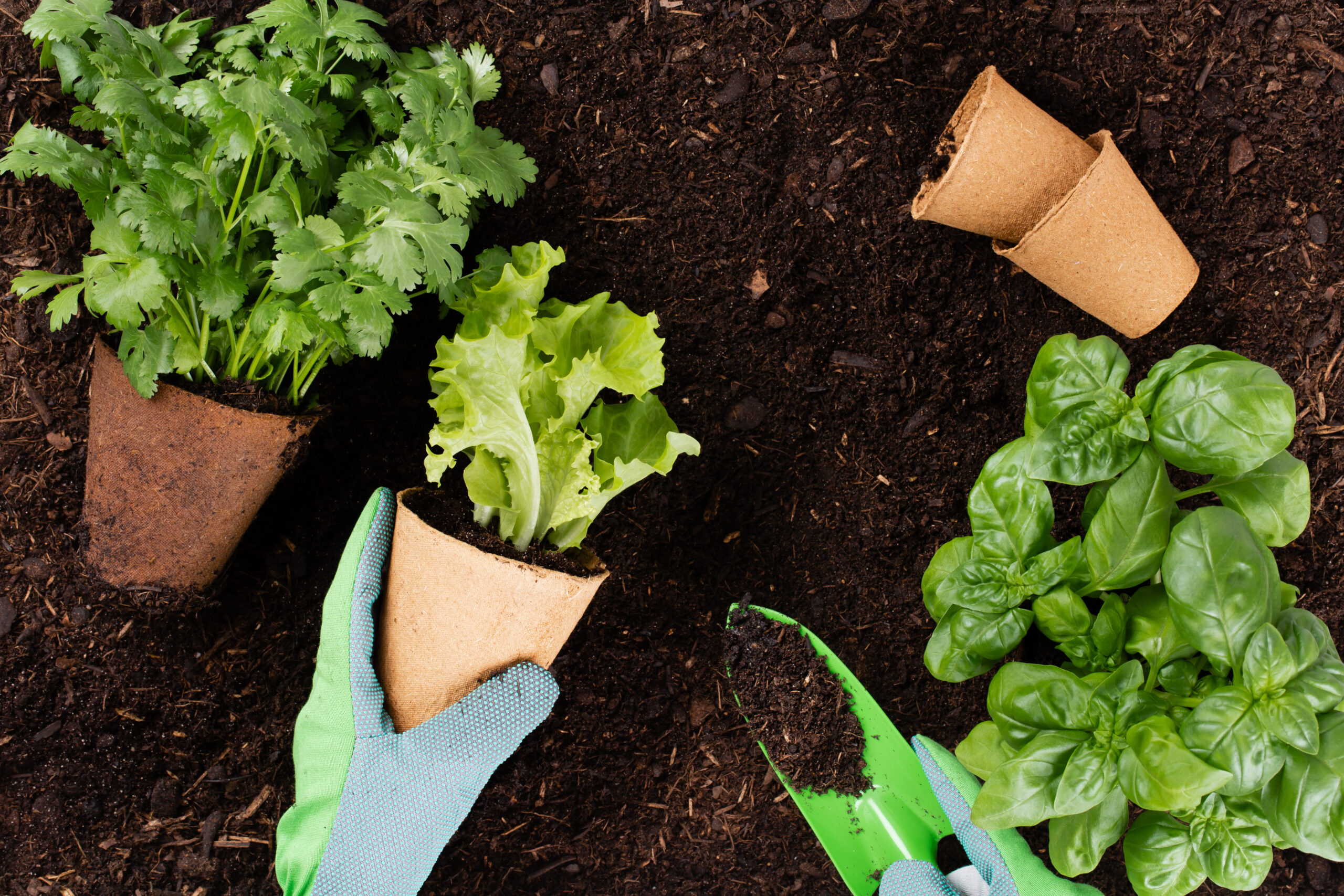 Clube da Horta - pessoa plantando jovens mudas de alface em um jardim orgânico