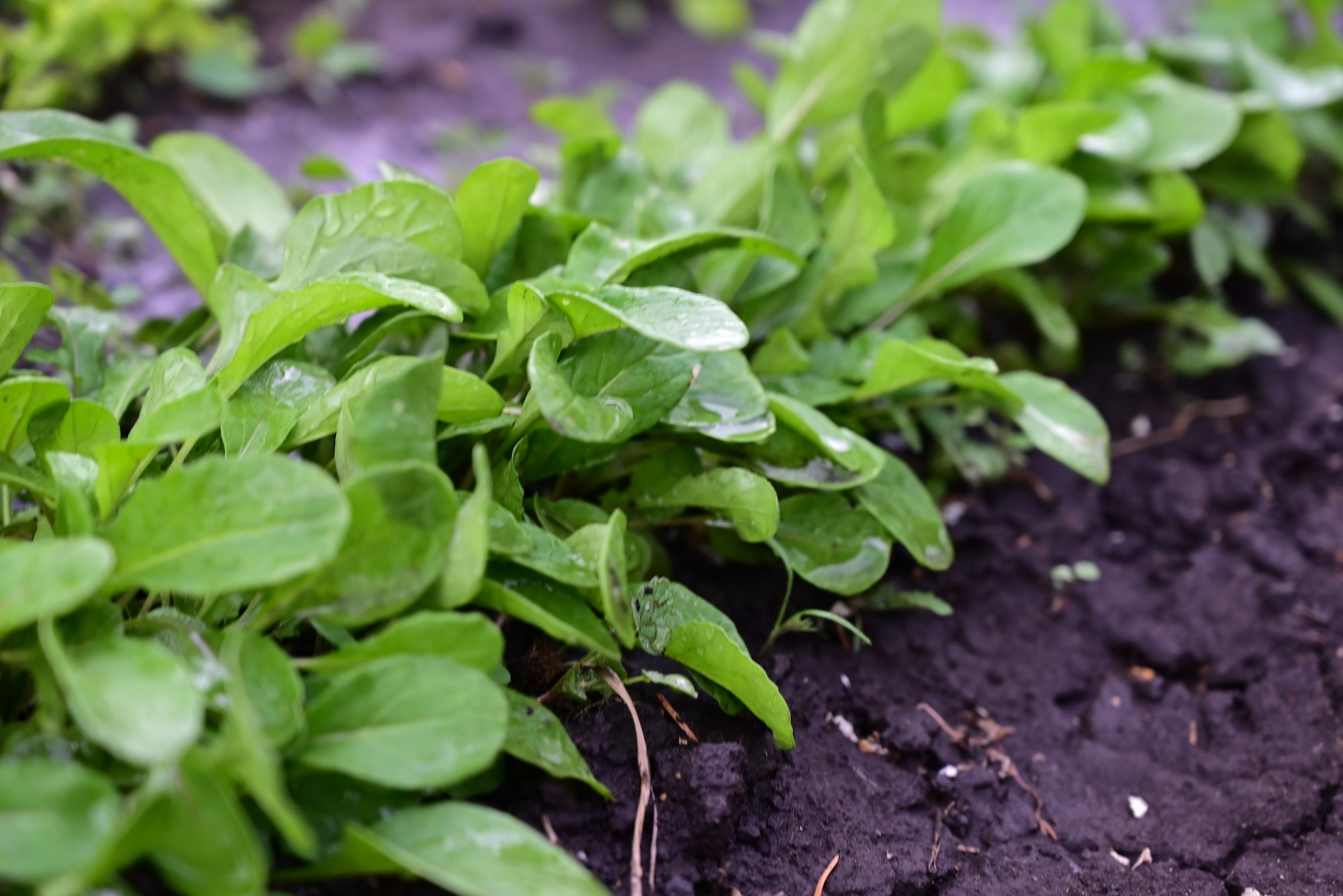 Clube da Horta - rúcula orgânica cultivada no solo