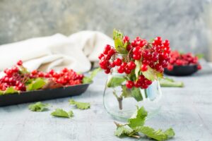 Clube da Horta - cultivo hidropônico de ramos com bagas maduras de viburnum e folhas em uma jarra