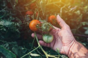 Clube da Horta - plantação de tomate orgânico