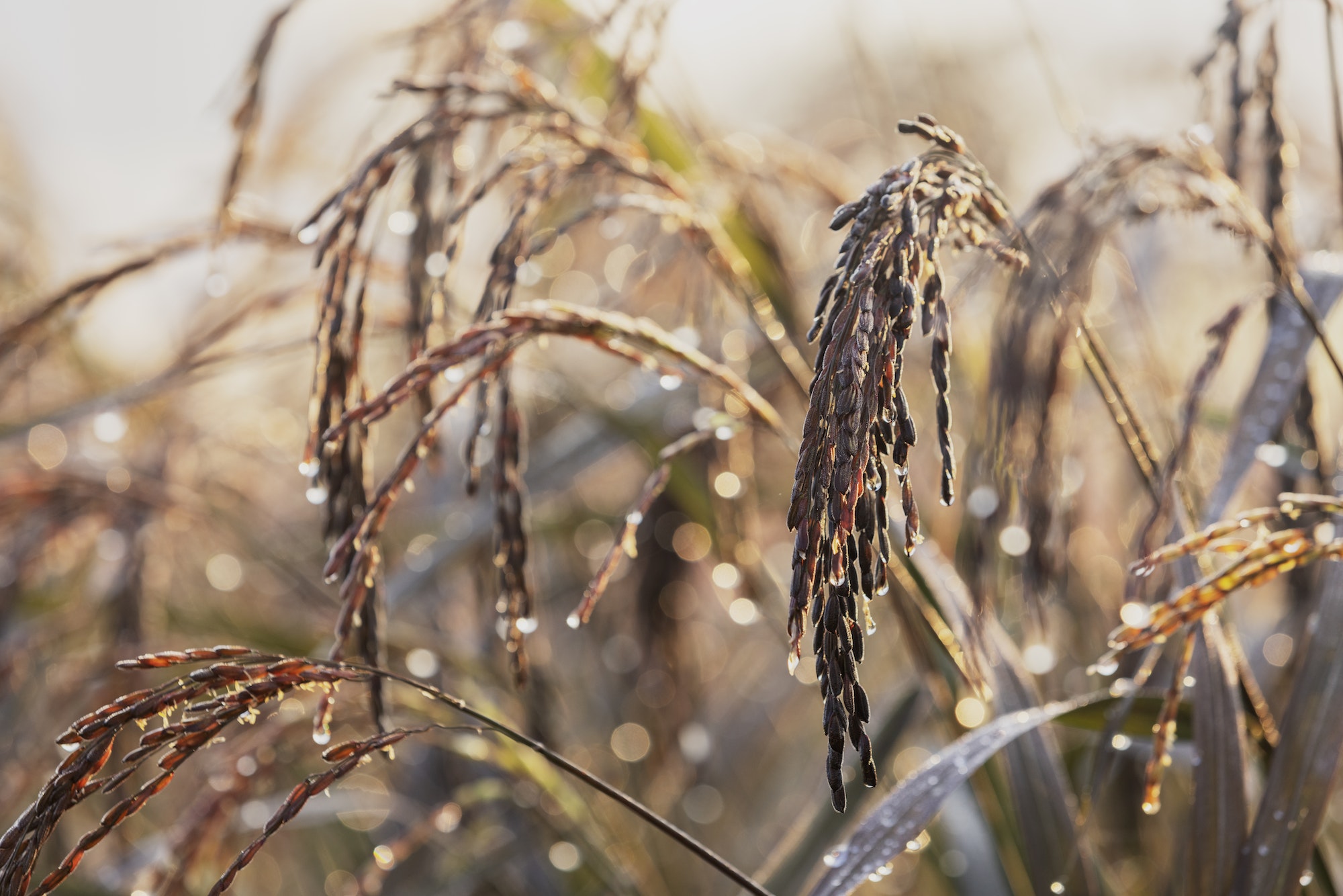 Clube da Horta - espigas de arroz orgânico no campo