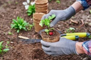 Clube da Horta - jardineiro colhendo, plantando vegetais no jardim orgânico e ajudando em diminuir as emissões de carbono