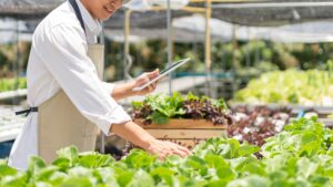 Clube da Horta - Jovem segurando tablet e verificando a qualidade da salada fresca.