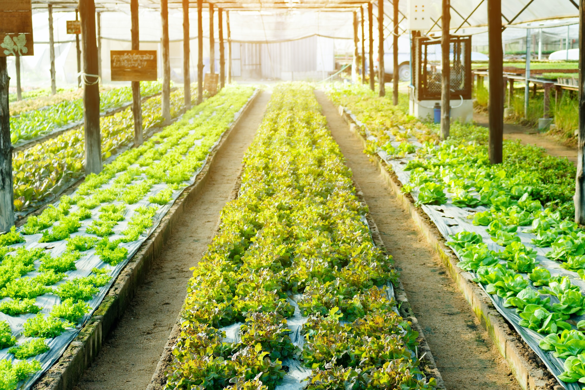 Clube da Horta - Vegetal hidropônico plantado em uma fazenda orgânica.