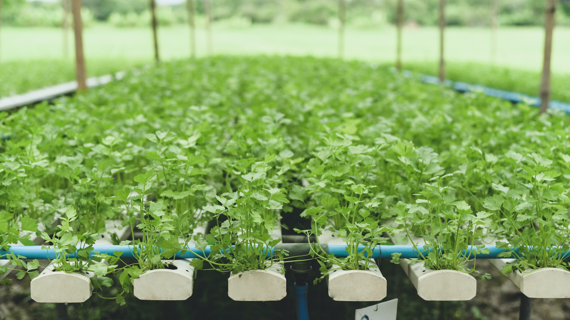 Como saber se as plantas hidropônicas estão recebendo os nutrientes necessários?