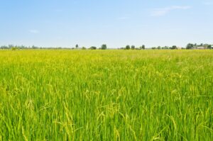 Clube da Horta - Campos verdes de arroz