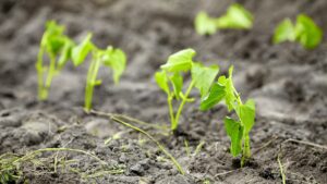 Clube da Horta - Mudas de feijão orgânico recém plantadas.