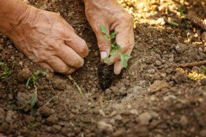 Clube da Horta - fazendeiro plantando mudas de tomate em horta orgânica.