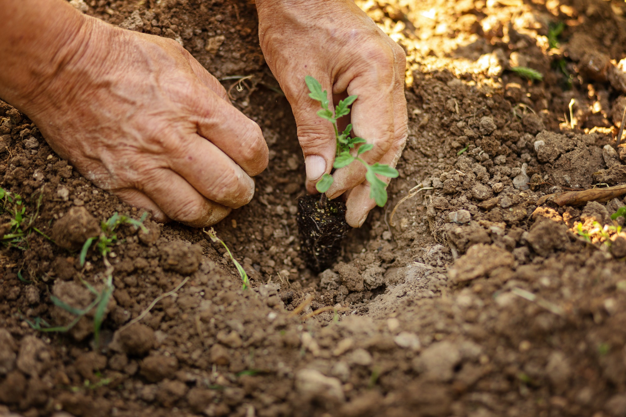 Clube da Horta - fazendeiro plantando sementes de tomate em uma horta orgânica