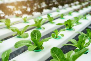 Clube da Horta - plantas hidropônicas orgânicas cultivadas em uma fazenda. 