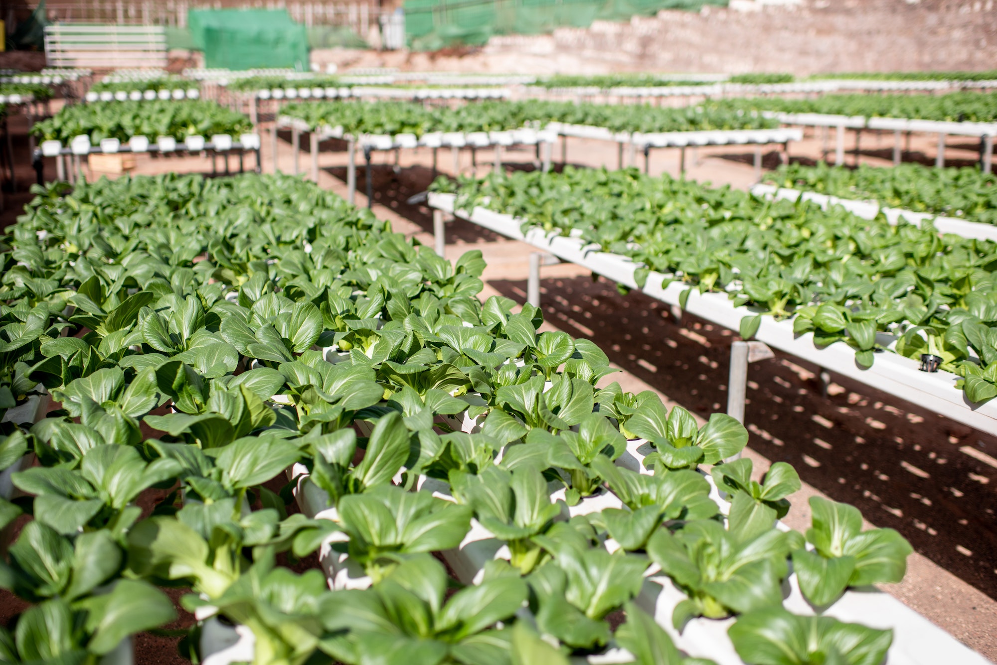 Quais os benefícios do cultivo hidropônico para as plantas?