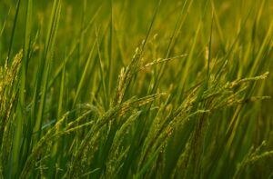 Clube da Horta - plantação de arroz em uma fazenda orgânica