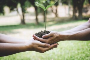 World environment day reforesting