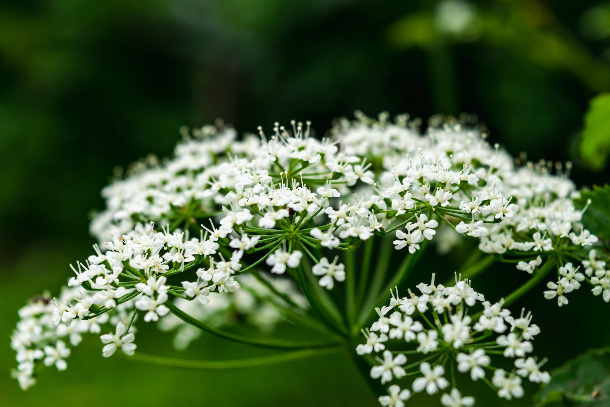 Clube da Horta - Aegopodium é uma das diversas plantas herbáceas perenes guarda-chuva.