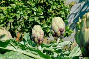 Clube da Horta - Plantas de alcachofra em crescimento orgânico da primavera. Alimentação saudável sazonal. Jardinagem orgânica.