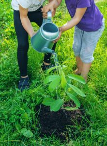 Clube da Horta - plantas sendo regadas por crianças no jardim