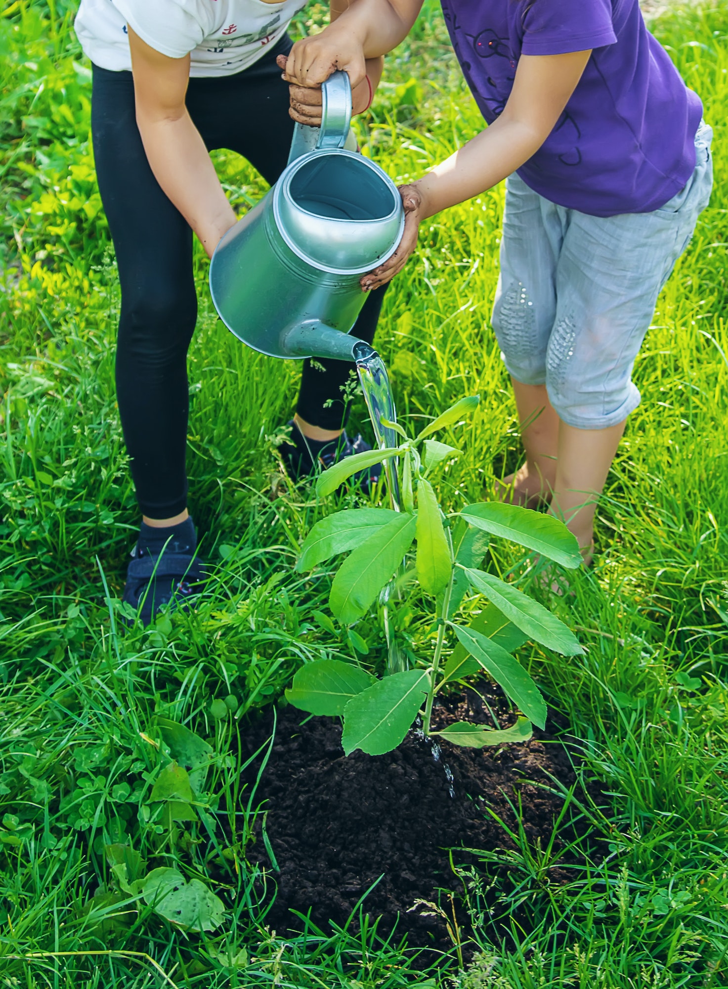 Clube da Horta - plantas sendo regadas por crianças em hortas orgânicas