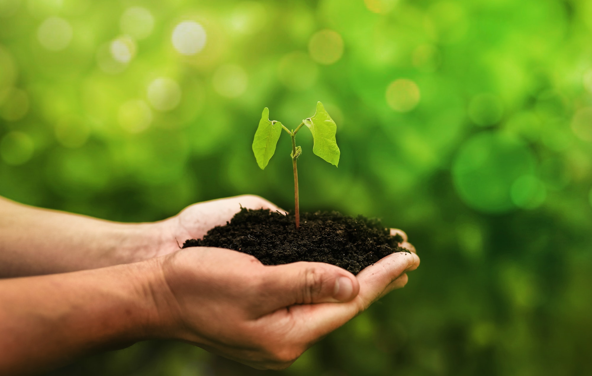 Os benefícios das hortas orgânicas para o meio ambiente