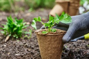 Clube da Horta - jardineiro segurando uma muda de planta para plantar